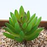 Price the Newest Artificial Succulent Plants Arrangement Faux Mini Cactus Succulents