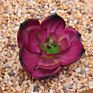 Price the Newest Artificial Succulent Plants Arrangement Faux Mini Cactus Succulents