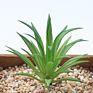 Price the Newest Artificial Succulent Plants Arrangement Faux Mini Cactus Succulents