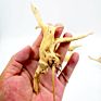 10-15 Cm Driftwood for Aquarium Natural Wood Branches Fish Tank Decorations Reptiles Tree Trunk Driftwood