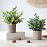 3 Pack Mini Potted Faux Greenery Artificial Plastic Eucalyptus Rosemary Plants for Home Office Desk Room Decoration