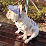 Adjustable Dog Hat with Ear Holes Chin Strap Dog Outdoor Sport Hat Pet