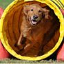 Air Duct Dog Tunnel, Sell Dog Tunnel for Training Game