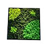 Preserved Moss