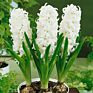 Flower Bulbs Nature Plant Hyacinth Flowers Seed Planting for Selling&Decoration
