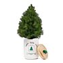 Giant Sequoia Christmas Tree Seed Grow Kit