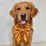 Instagram Bow Tie Customized Dog Sailor Bow