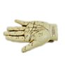 Ivory Painted Palmistry Hand Statue Divination Hand Kit