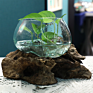 Melted Glass Vase on Driftwood Sculptural