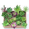 Price the Newest Artificial Succulent Plants Arrangement Faux Mini Cactus Succulents