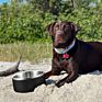 Sell Dog Food Bowl Double Wall Pet Food Feeding Stainless Steel Dog Bowl Anti-Slip Power Coated 9 Color in Stock