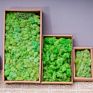 Stabilized Preserved Lichen Reindeer Moss for Decoration Flower Wall Preserved Natural Moss