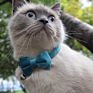 Velvet Cat Collar Solid Color Bowknot Puppy Chihuahua Collars with Bell Adjustable Safety Buckle Cats Bow Tie Pets Accessories
