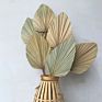 Wild Autumn Palm Tree Natural Color Dried Palm Leaves for Wedding Decoration Home Decoration