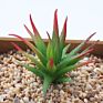 Price the Newest Artificial Succulent Plants Arrangement Faux Mini Cactus Succulents