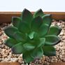 Price the Newest Artificial Succulent Plants Arrangement Faux Mini Cactus Succulents
