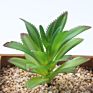 Price the Newest Artificial Succulent Plants Arrangement Faux Mini Cactus Succulents