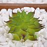 Price the Newest Artificial Succulent Plants Arrangement Faux Mini Cactus Succulents