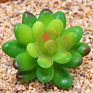 Price the Newest Artificial Succulent Plants Arrangement Faux Mini Cactus Succulents