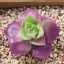 Price the Newest Artificial Succulent Plants Arrangement Faux Mini Cactus Succulents