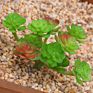 Price the Newest Artificial Succulent Plants Arrangement Faux Mini Cactus Succulents