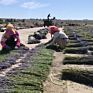 22Inch Dried Lavender Bundle Flowers Freshly Harvested Real 100% Natural Lavender Bunch for Diy Home Office Party Wedding Deco