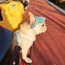 Adjustable Dog Hat with Ear Holes Chin Strap Dog Outdoor Sport Hat Pet
