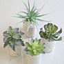 Artificial Mini Succulent and Cactus Succulent Pots Plant for Home Decoration