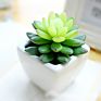 succulent Plant