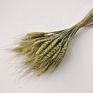 Dried Wheat Bouquet Boho Decor Household Flower Arrangement Preserved Natural Plant Centerpiece Decoration Wedding