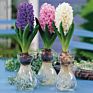 Flower Bulbs Nature Plant Hyacinth Flowers Seed Planting for Selling&Decoration