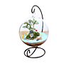 Hanging Plant round Glass Vase Terrarium for Indoor Decoration