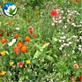 High Germination Rate Public Park Mix Flower and Plants Many Different Types of Wildflowers Wildf Lowers
