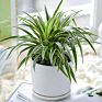 Ins Matte Glazed Ceramic Planter Pot with Saucer Modern round Decor Indoor Planter with Drainage Hole for Plants