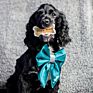 Instagram Bow Tie Customized Dog Sailor Bow