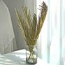 Iron Leaves Sago Cycas Leaf Natural Dried Folium Cycas