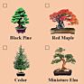 Japanese Maple Tree Seed Bonsai Grow Kit