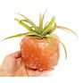 Natural Pink Crystal Salt Air Plant Holder Pots