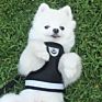 Personalized Reversible Adjustable Soft Easy Fit Pet Strap Dog Chest Harness Vest