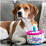 Plush Happy Birthday Cake Toy for Pets