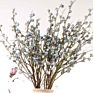Product Plant Dry Eucalyptus Berry Dried Eucalyptus Leaves Bouquet