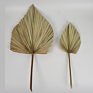 Products Outlet Palm Leaves Flowers Natural Dried Palm Leave for Wedding Home Decoration