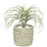 Style Faux Flower Fake Grass Artificial Plant Air Plant for Home Decoration