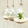Terrarium round Globe Shape Clear Hanging Glass Vase Flower Plants Terrarium Container Micro Landscape
