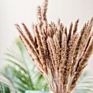 Top Sellers Decorative Indoor Grass Dried Flower Natural Color Pampas Grass for Home Decoration