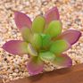 Price the Newest Artificial Succulent Plants Arrangement Faux Mini Cactus Succulents