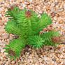 Price the Newest Artificial Succulent Plants Arrangement Faux Mini Cactus Succulents