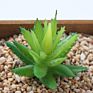 Price the Newest Artificial Succulent Plants Arrangement Faux Mini Cactus Succulents