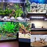 10-15 Cm Driftwood for Aquarium Natural Wood Branches Fish Tank Decorations Reptiles Tree Trunk Driftwood