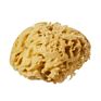 All Natural Renewable  Sea Wool Honeycomb Sea bath Sponge